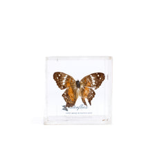 Vintage mounted butterflies in small box frame