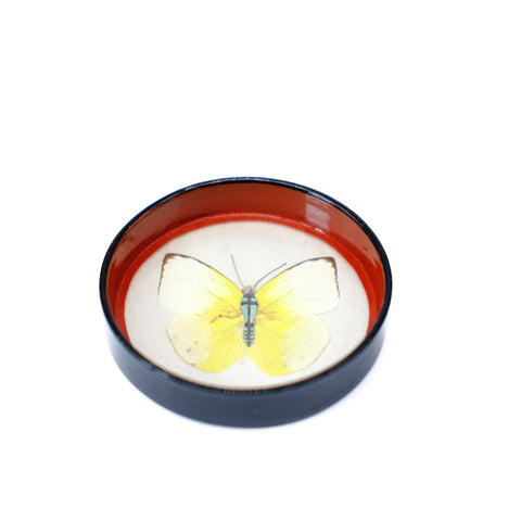 Butterfly Beauty Coasters