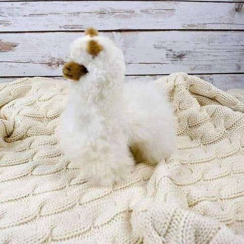 Alpaca Standing Llama
